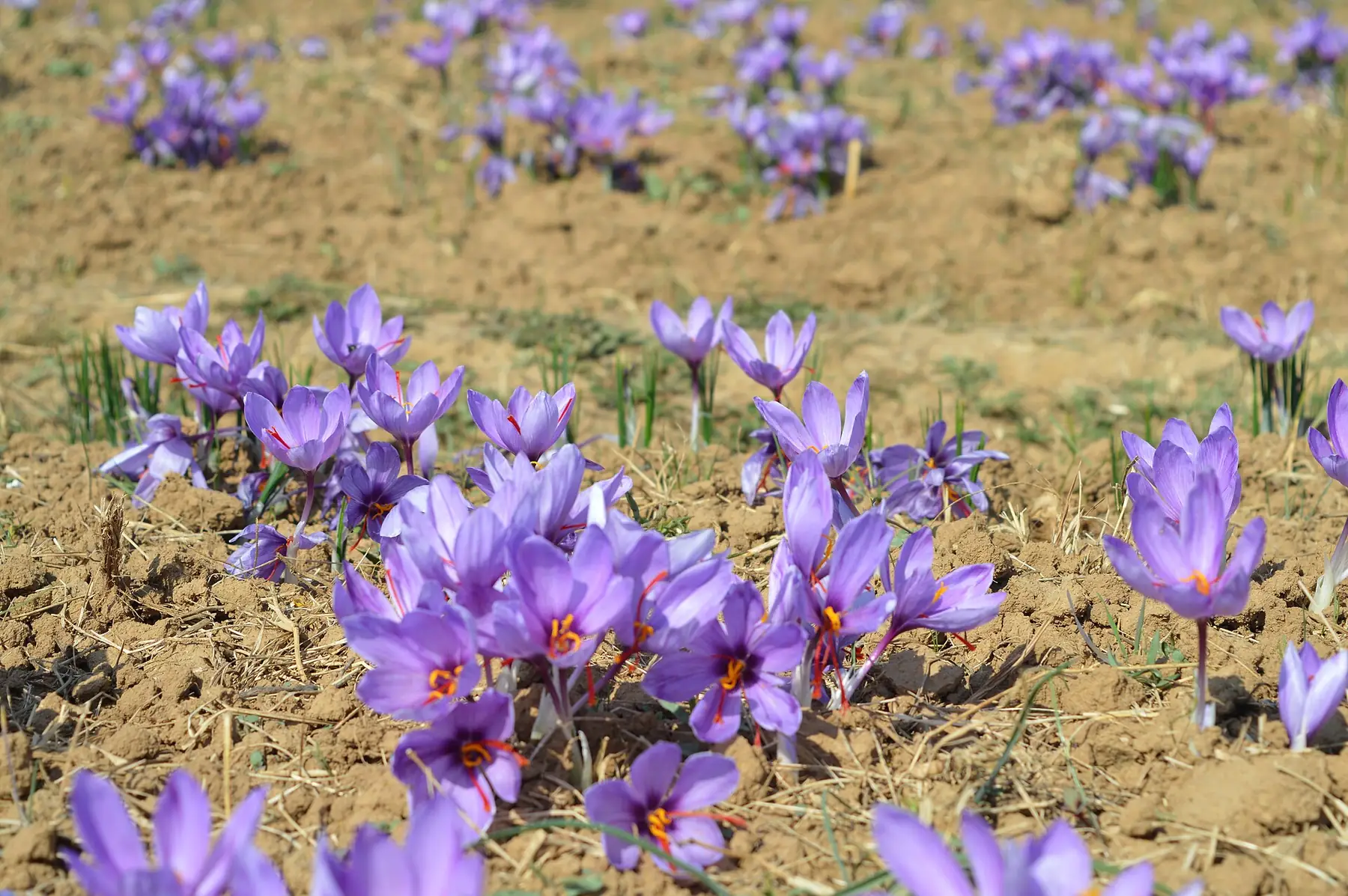 Saffron fields of Pampore