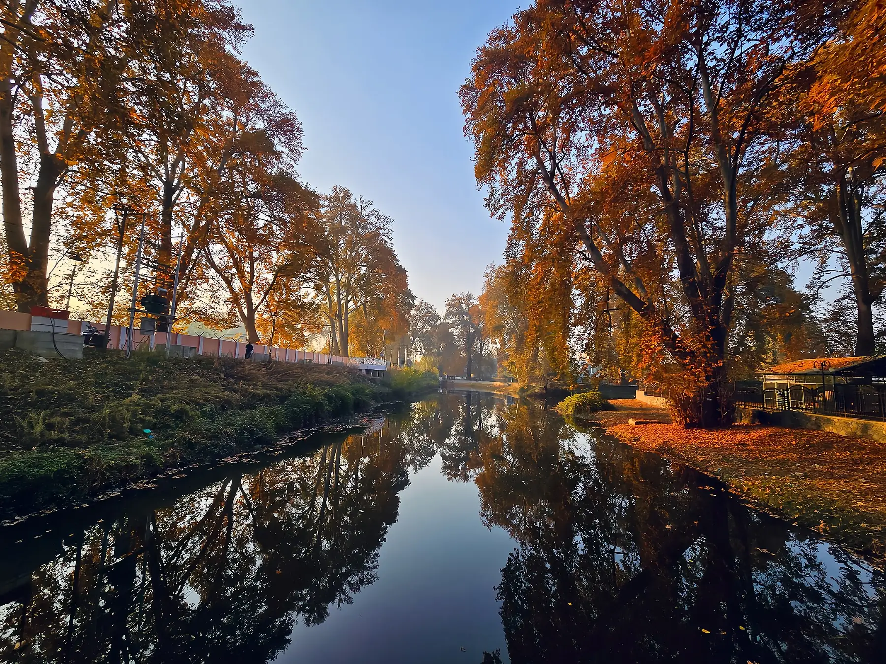 Chinars in autumn, Srinagar